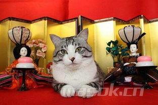 ng家的猫网红,揭秘“ng家猫”的萌态魅力